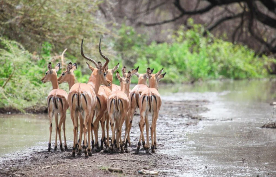 wildlife in Serengeti National Park