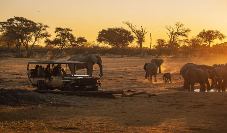 wildlife in Serengeti National Park