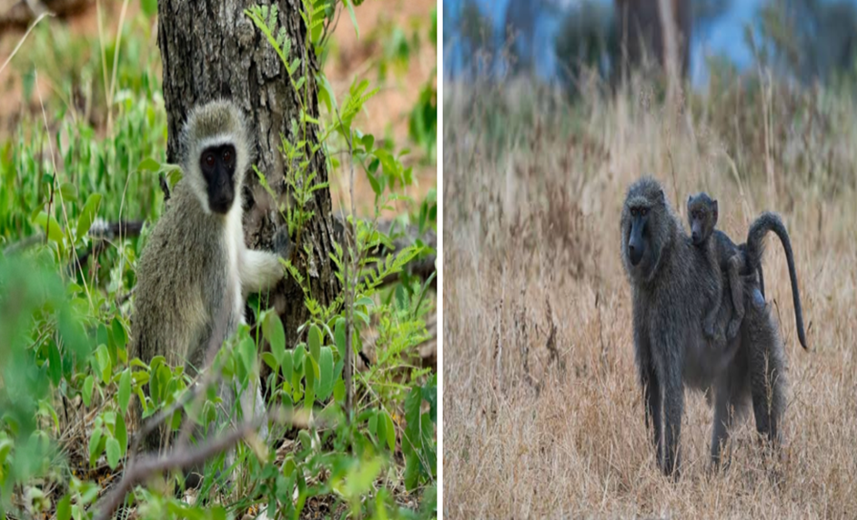 wildlife in Serengeti National Park
