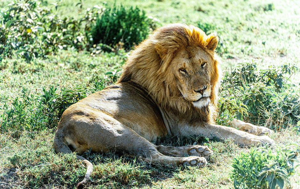 how to get to Serengeti National Park