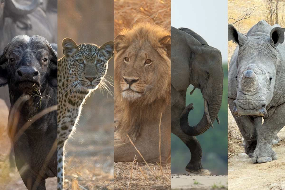 luxury African safari