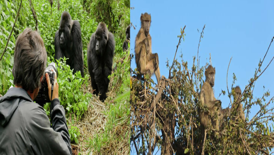luxury African safari