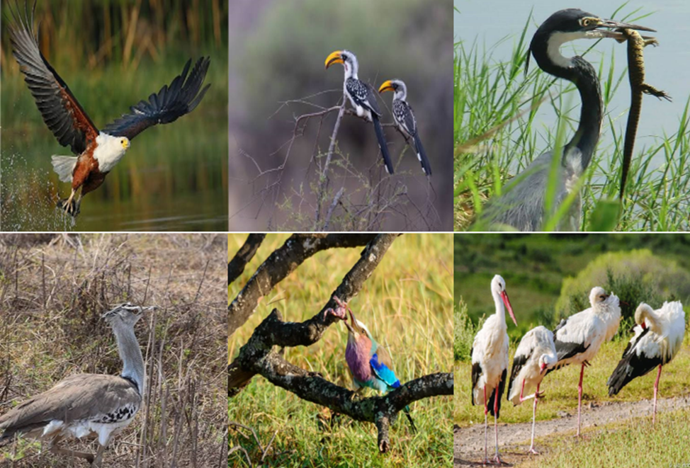 luxury African safari