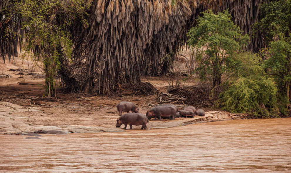 luxury African safari