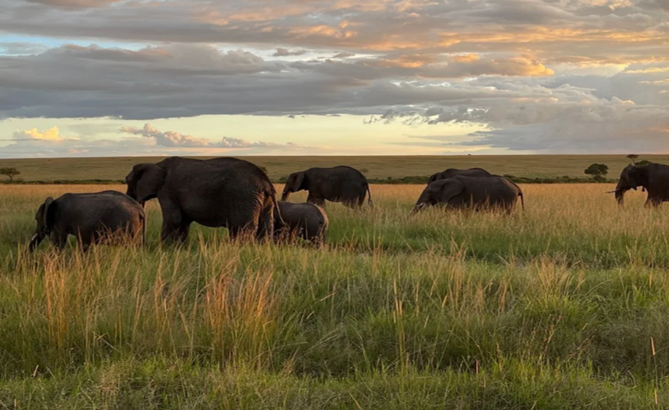 Luxury African Safari