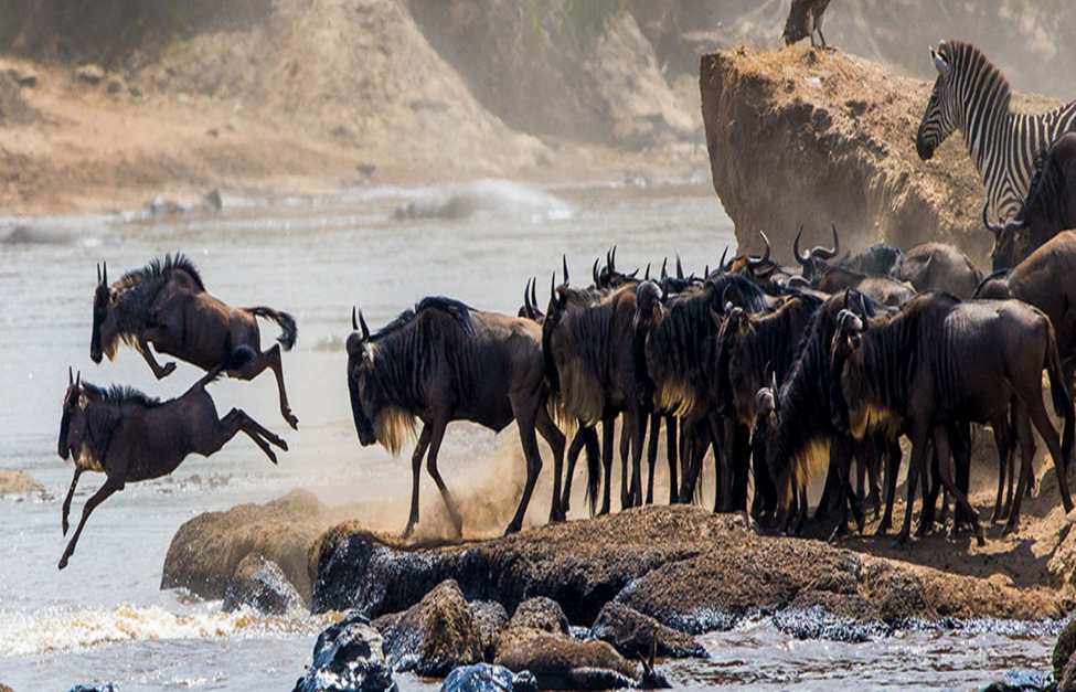 Luxury African Safari