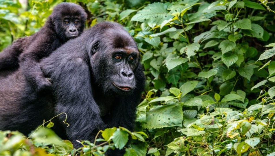 best time to go on a luxury African safari