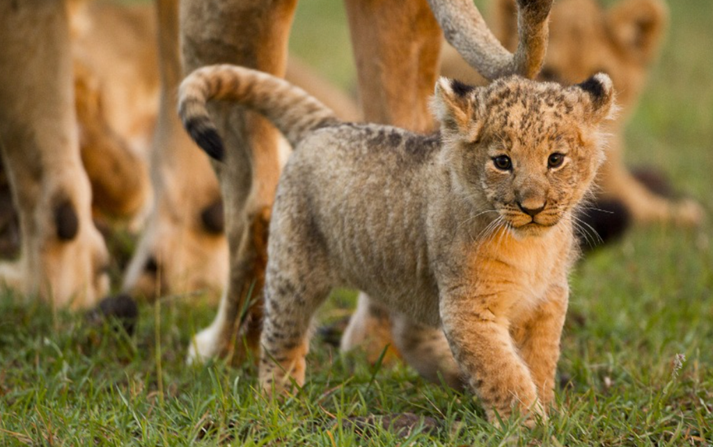 Best Time to Visit the Masai Mara