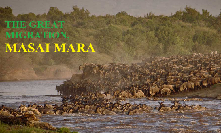 Great Migration in the Masai Mara