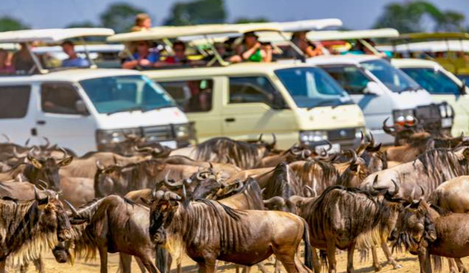 Great Migration in the Masai Mara
