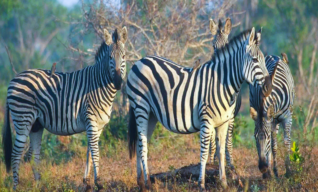 Kruger National Park