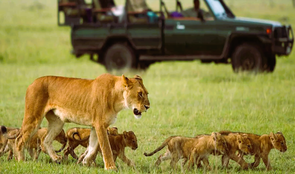 Great Migration in the Masai Mara