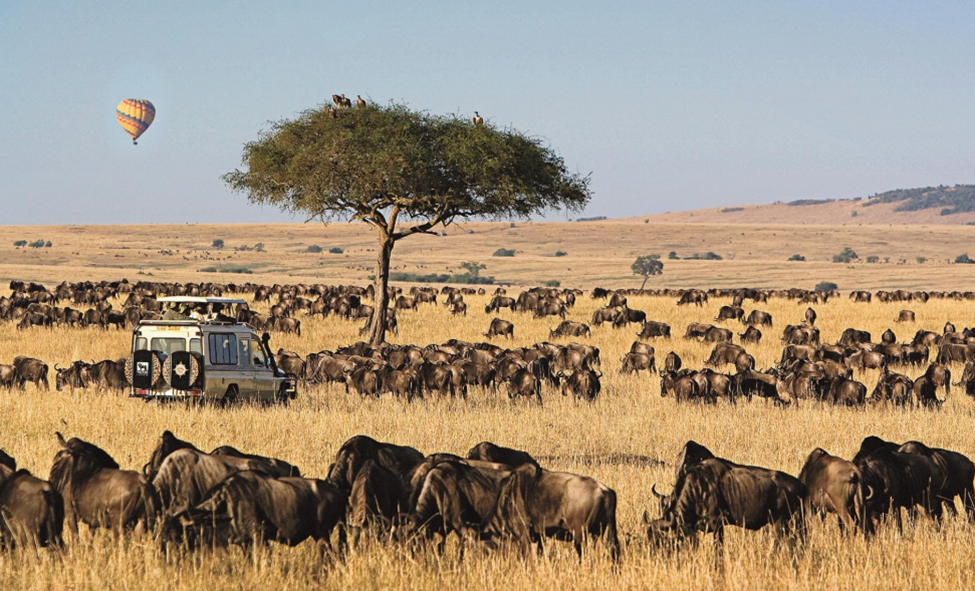 Great Migration in the Masai Mara