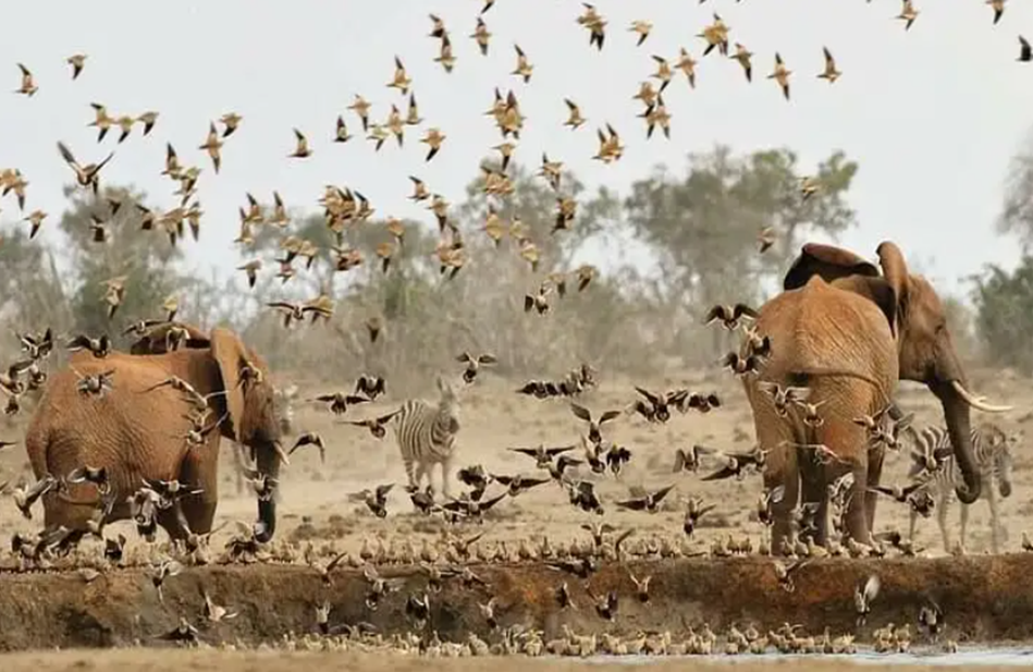 Types of Safaris in the Masai Mara
