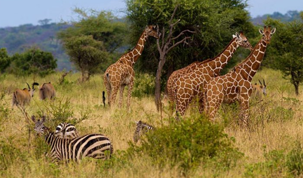 Wildlife in Masai Mara 