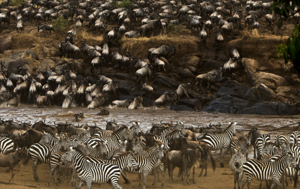 Wildlife in Masai Mara 