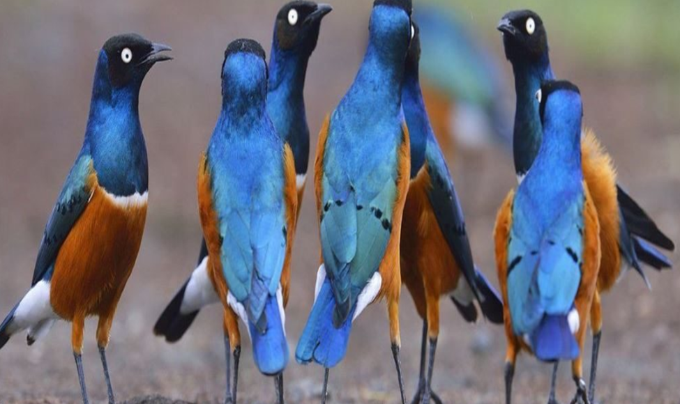 Wildlife in Masai Mara 
