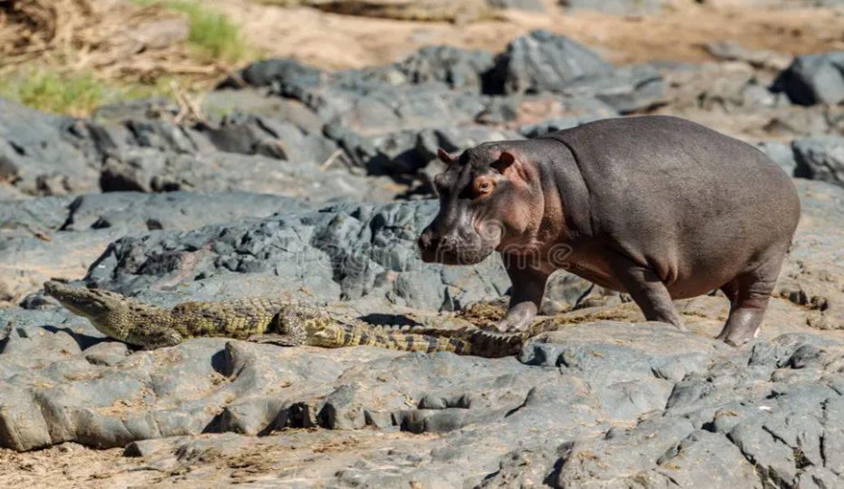 Wildlife in Masai Mara 
