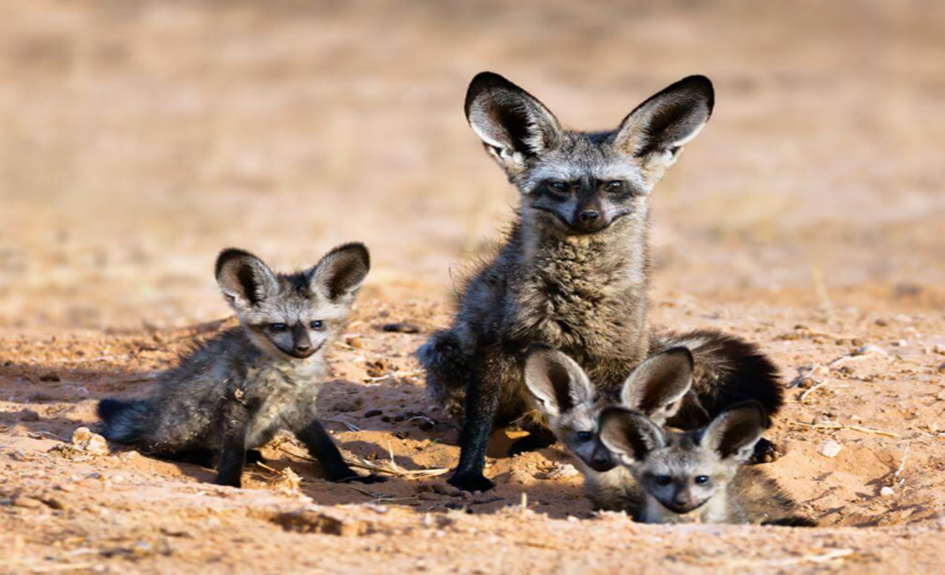 Wildlife in Masai Mara 
