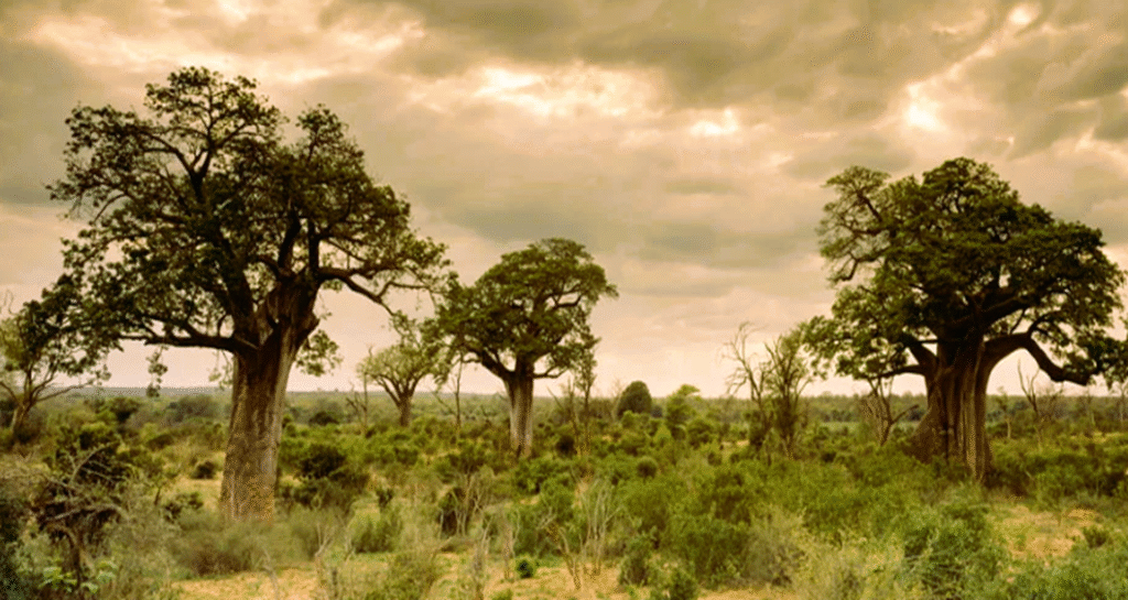 Kruger National Park