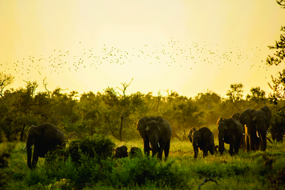 Kruger National Park