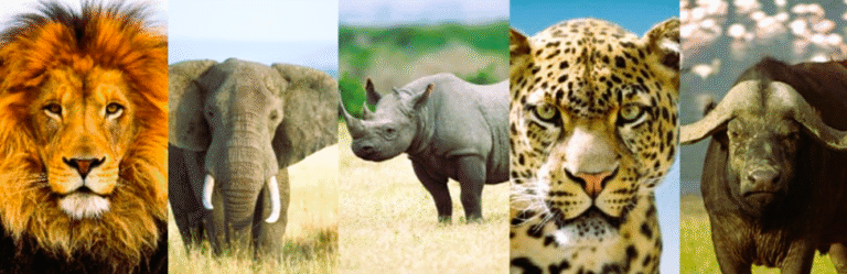 Kruger National Park