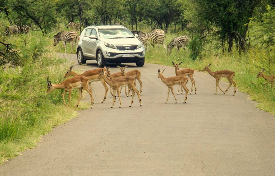 Self Drive Safari
