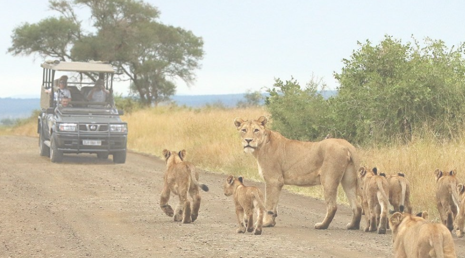 Self Drive Safari