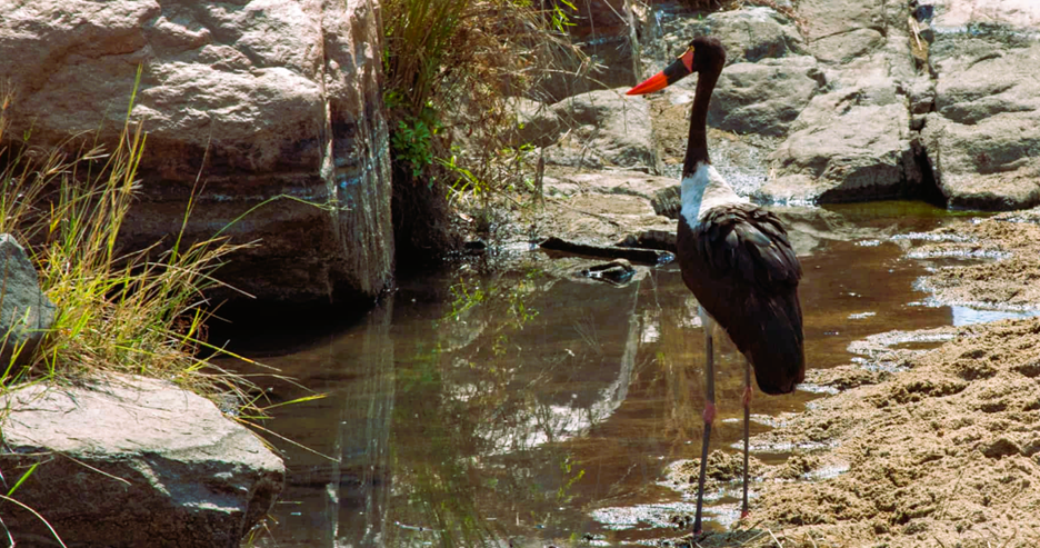 Kruger National Park