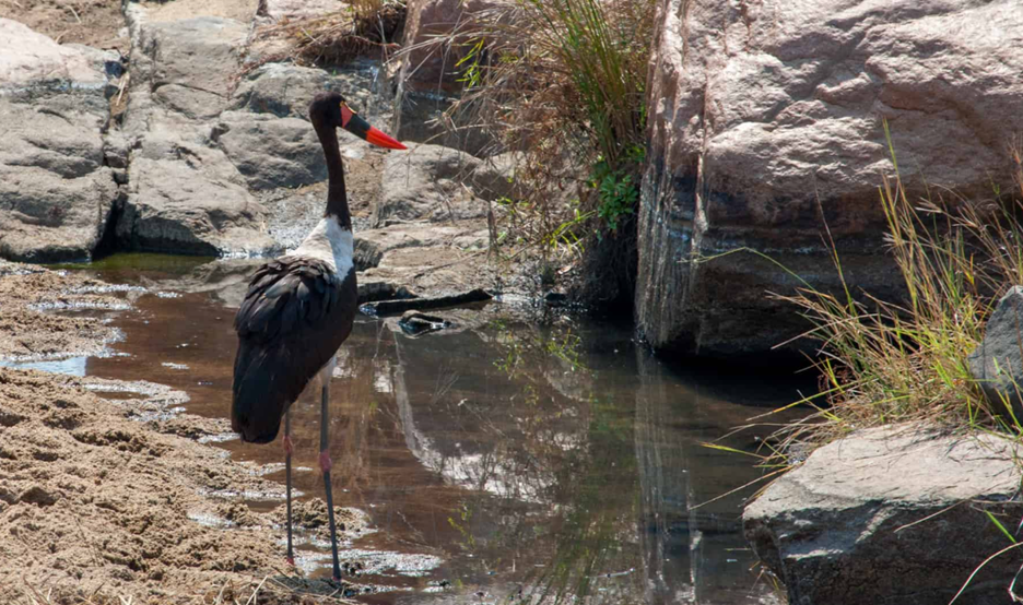 Kruger National Park