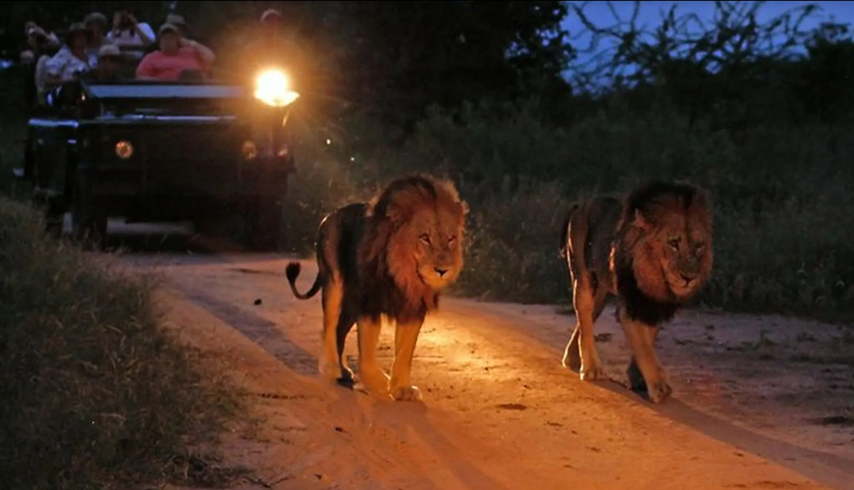 Guided tours in Kruger National Park
