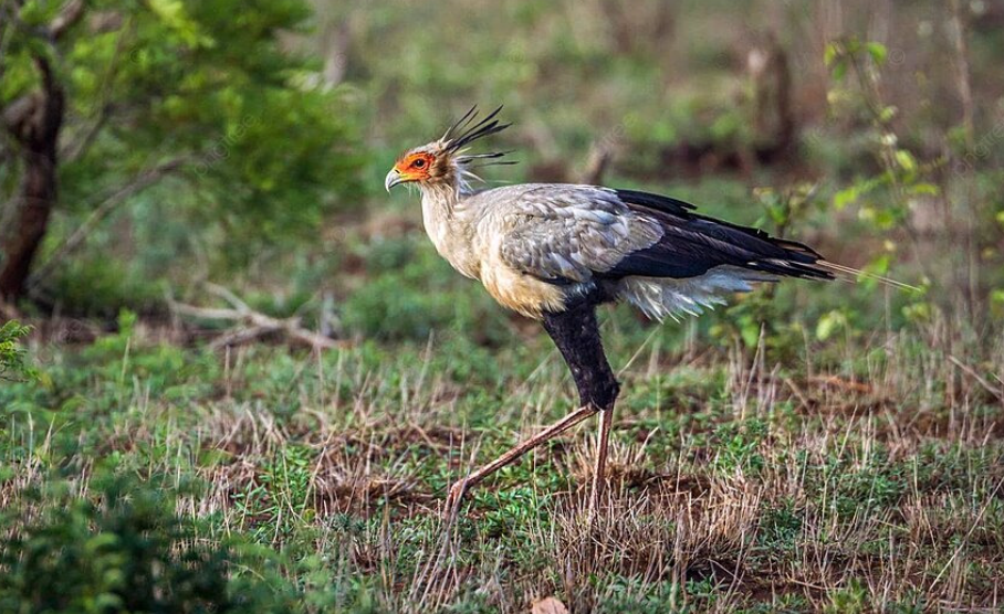 Guided tours in Kruger National Park