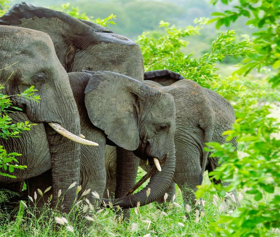 Guided tours in Kruger National Park