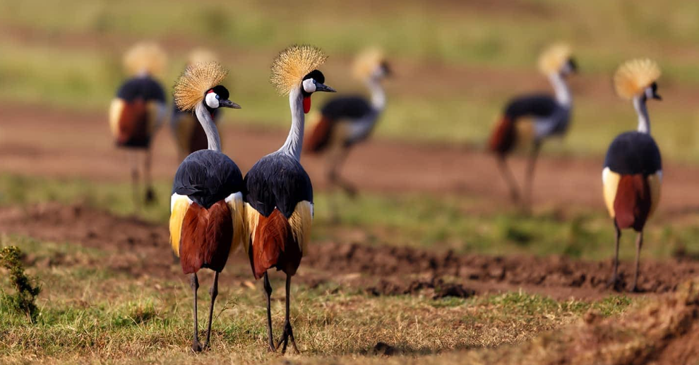 Best Time to Visit the Masai Mara