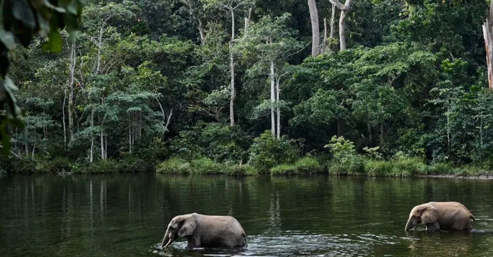 Congo Basin, Central Africa
