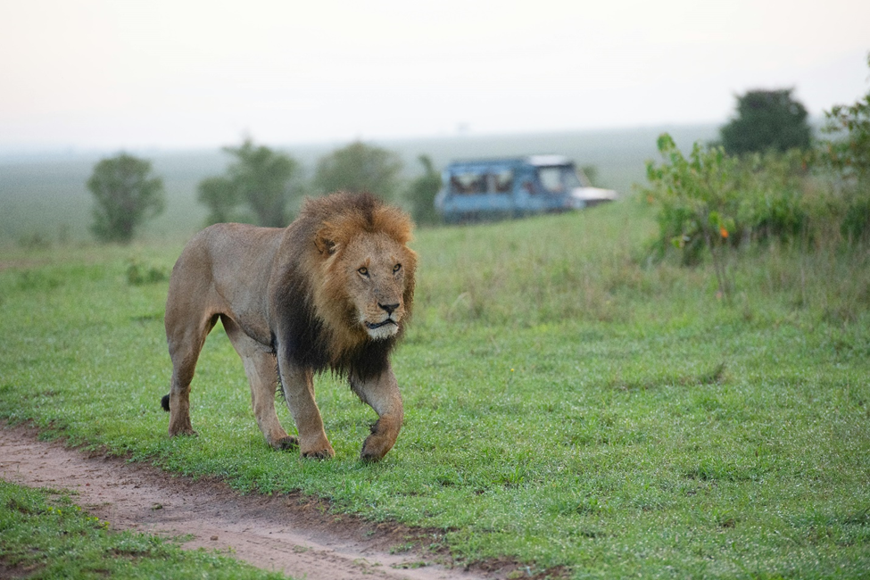 Maasai Mara, Kenya