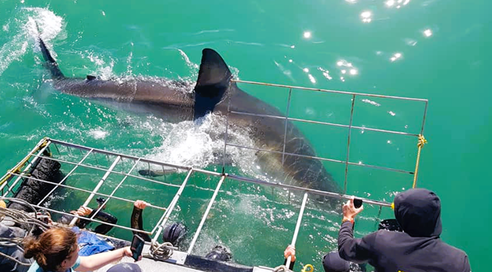 Shark Cage Diving in Africa