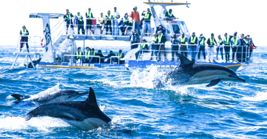 Dolphin and Whale Watching 