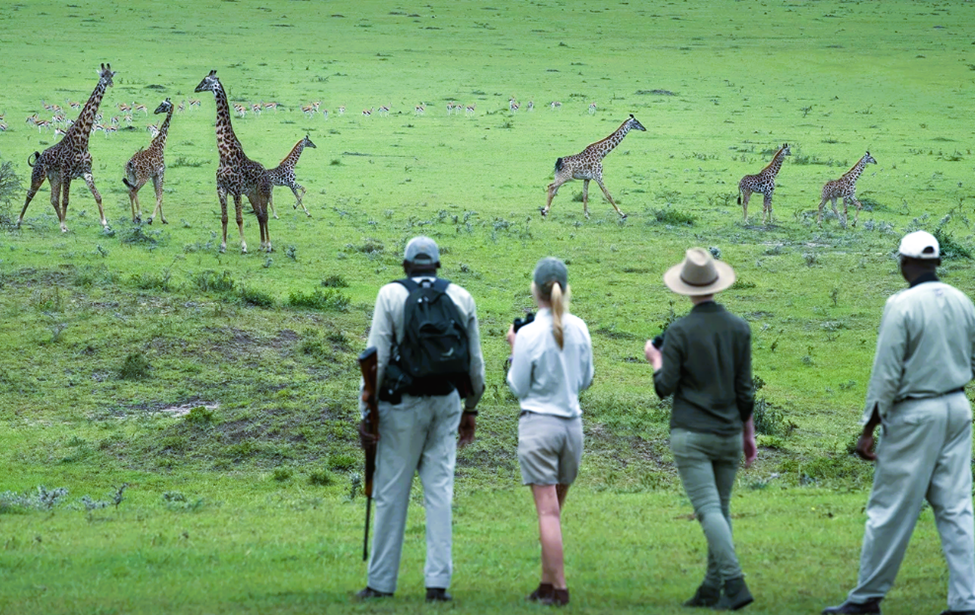 Walking Safaris